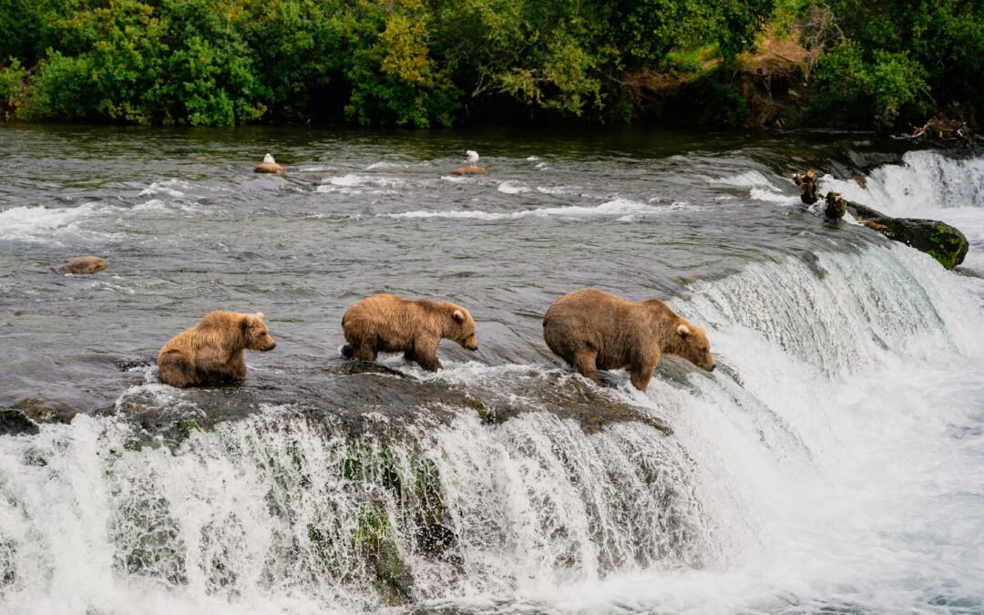 Brown bears on a waterfall, a glimpse of Alaska’s natural wonders