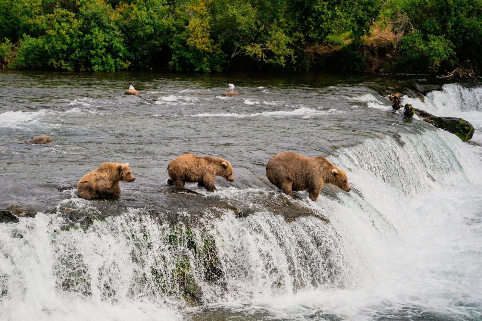 Brown bears on a waterfall, a glimpse of Alaska’s natural wonders