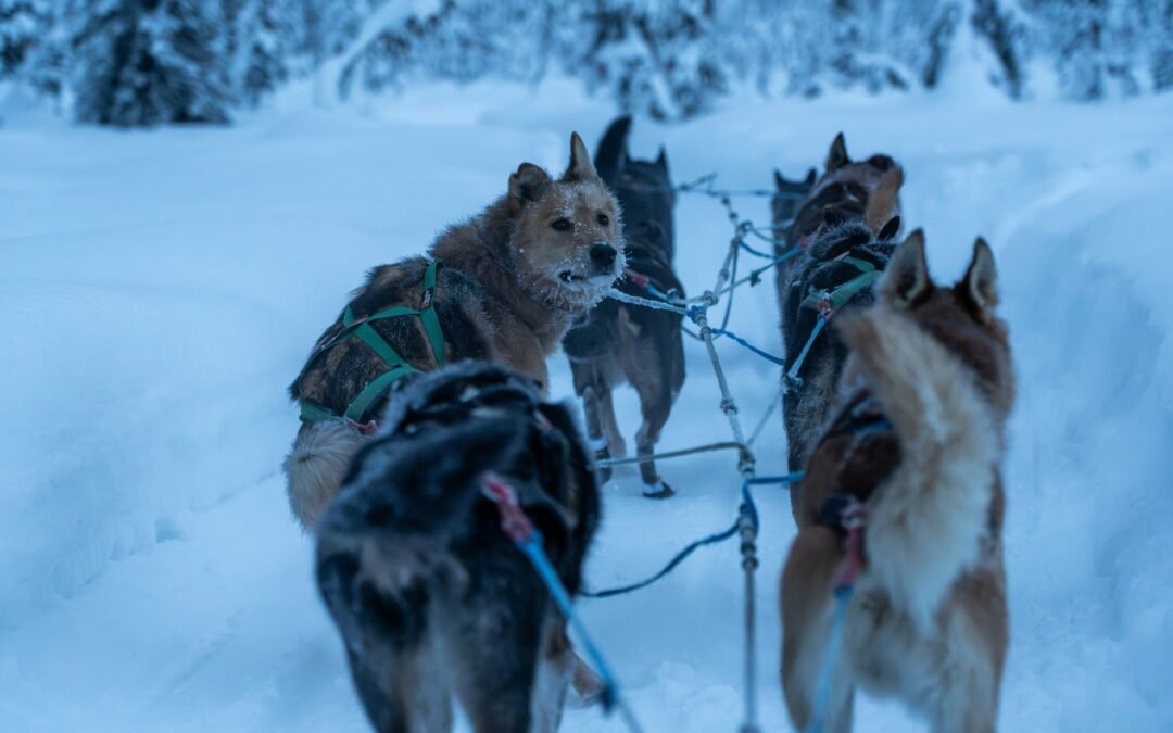 Life on the Sled: Dog Mushing Traditions in Alaska