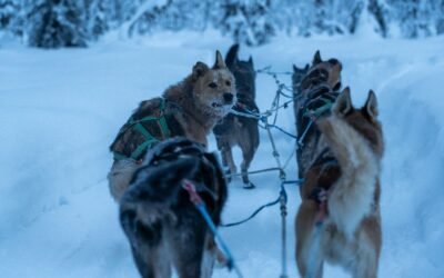 Life on the Sled: Dog Mushing Traditions in Alaska