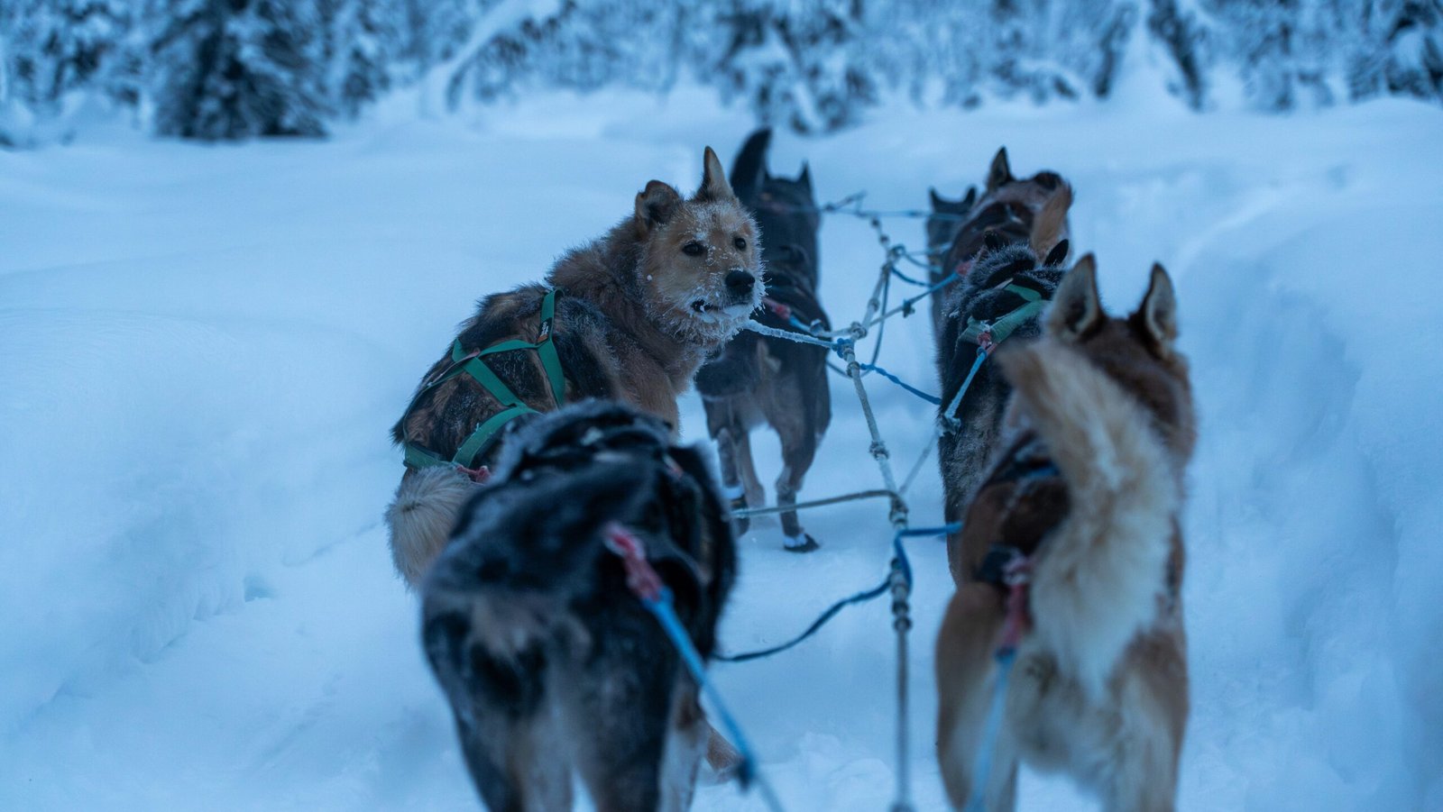 A team of dogs pulling a sled through the snow.
