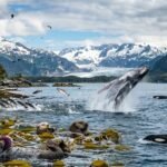 marine wildlife